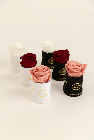 Timeless Mini | Preserved Rose